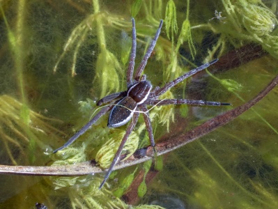 fen raft spider (Dolomedes plantarius) Kenneth Noble