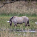 Konik pony (Equus ferus caballus) Kenneth Noble