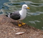 Lesser black-backed gull (Larus fuscus) Kenneth Noble