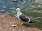 Lesser black-backed gull (Larus fuscus) Kenneth Noble