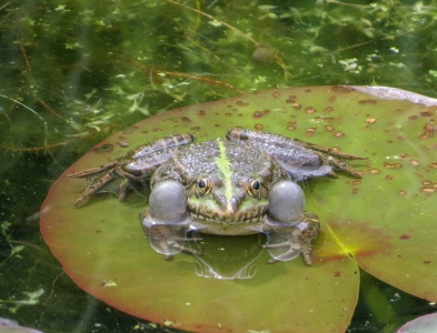 marsh frog (Pelophylax ridibundus) Kenneth Noble