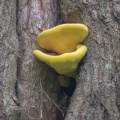 chicken of the woods (Laetiporus sulphureus) Kenneth Noble