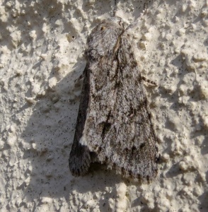 Probable sycamore (Acronicta aceris) Kenneth Noble