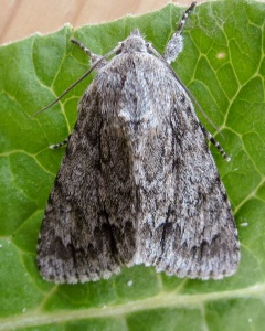 Probable sycamore (Acronicta aceris) Kenneth Noble