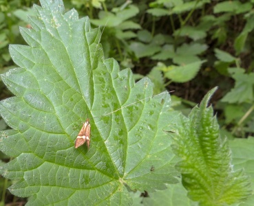 Nemophora degeerella - Kenneth Noble