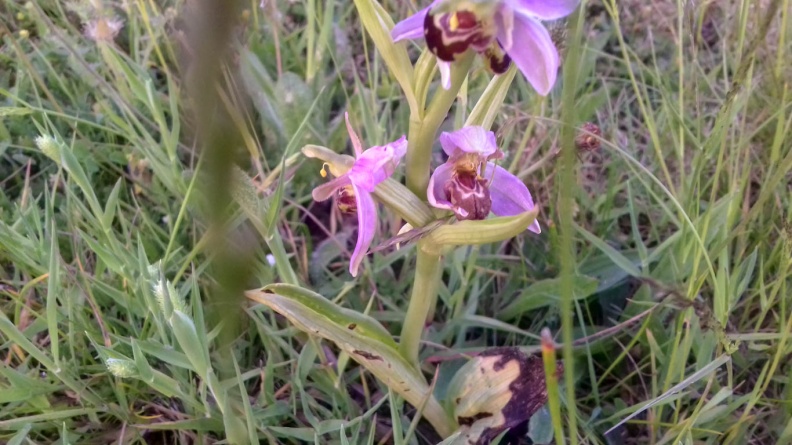 bee orchid ex 20220606_204819_edited.jpg