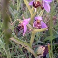 bee orchid (Ophrys apifera) Kenneth Noble