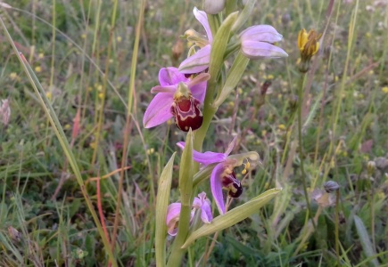 bee orchid (Ophrys apifera) Kenneth Noble