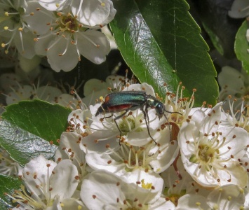 Malachite beetle (Malachius aeneus) Kenneth Noble
