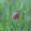 Snake's-head fritillary (Fritillaria meleagris) Mark Elvin