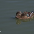 Wood Duck - female (Aix sponsa) Mark Elvin