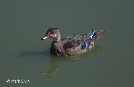 Wood Duck (Aix sponsa) Mark Elvin