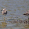 Lesser Yellow Legs (Tringa flavipes) Mark Elvin