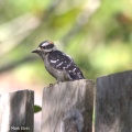 Downy Woodpecker (Dryobates pubescens) Mark Elvin