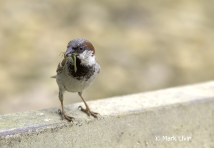 House Sparrow (Passer domesticus) Mark Elvin