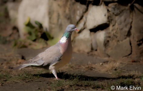 Wood Pigeon (Columba palumbus) Mark Elvin