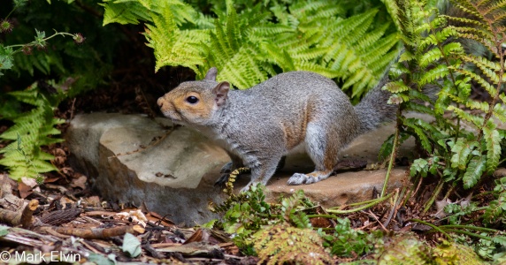 Grey Squirrel (Sciurus carolinensis) Mark Elvin