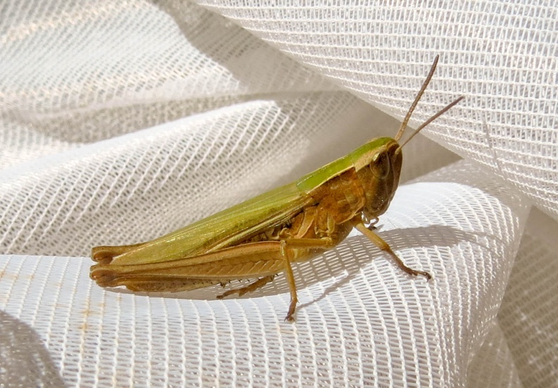 lesser marsh grasshopper ex IMG_18669_edited.jpg