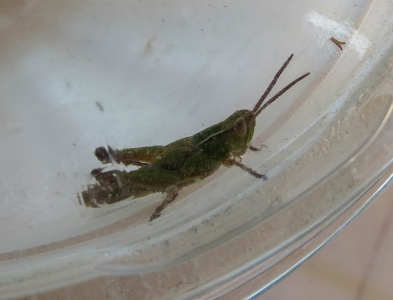 lesser marsh grasshopper (Chorthippus albomarginatus) Kenneth Noble