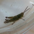 lesser marsh grasshopper (Chorthippus albomarginatus) Kenneth Noble