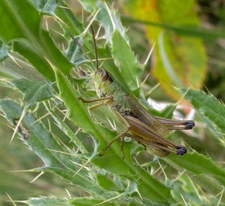 meadow grasshopper (Pseudochorthippus parallelus) Kenneth Noble