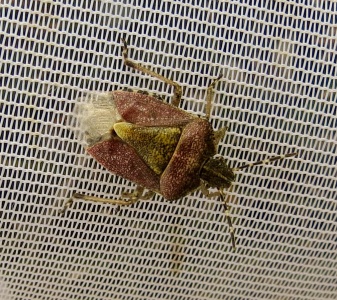hairy shieldbug (Dolycoris baccarum) Kenneth Noble