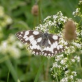 marbled white ex (Oxted Downs) ex IMG_18578_edited.jpg