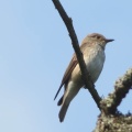 spotted flycatcher (Muscicapa striata) Kenneth Noble