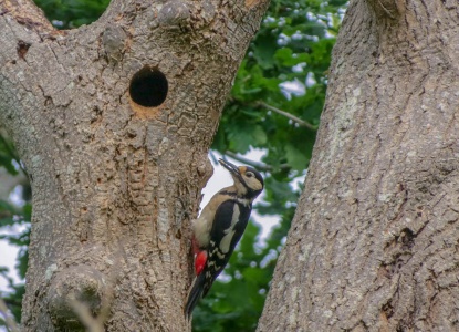 great spotted woodpecker (Dendrocopos Major) Kenneth Noble