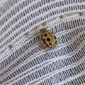 16-spot ladybird (Tytthaspis sedecimpunctata) Kenneth Noble