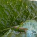 long-winged conehead (Conocephalus discolor) Kenneth Noble