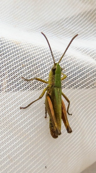 meadow grasshopper ex IMG_19270_edited.jpg