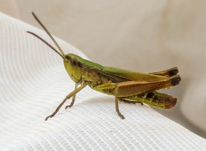 meadow grasshopper (Chorthippus parallelus) Kenneth Noble