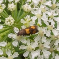 Pammene aurana - Kenneth Noble