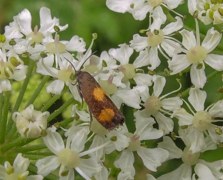 Pammene aurana ex IMG_19093_edited (2).jpg