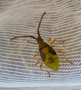 box bug nymph (Gonocerus acuteangulatus) Kenneth Noble