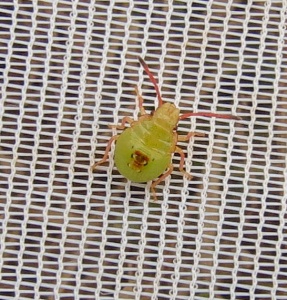 hawthorn shieldbug (Acanthosoma haemorrhoidale) Kenneth Noble