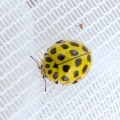22-spot ladybird (Psyllobora vigintiduopunctata) Kenneth Noble