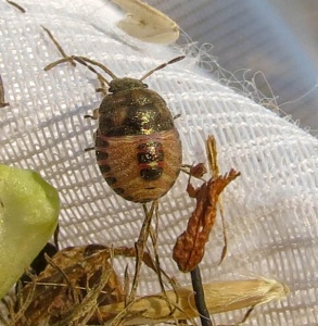 vernal shieldbug nymph (Peribalus strictus) Kenneth Noble