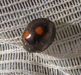 pine ladybird (Exochomus quadripustulatus) Kenneth Noble