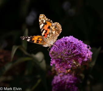 Painted Lady (Vanessa cardui) Mark Elvin