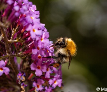 Common Carder Bee (Bombus pascuorum) Mark Elvin