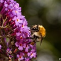 Common Carder Bee (Bombus pascuorum) Mark Elvin