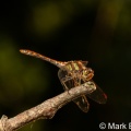 Common Darter (Sympetrum striolatum ) Mark Elvin