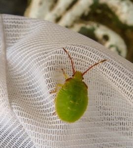 hawthorn shieldbug nymph (Acanthosoma haemorrhoidale) Kenneth Noble