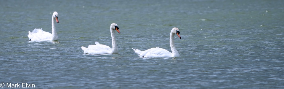 Mute Swan (Cygnus olor) Mark Elvin