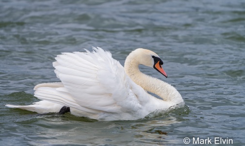 Mute Swan (Cygnus olor) Mark Elvin