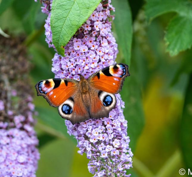 Peacock (Inachis io) Mark Elvin - DSC00832-Edit.jpg DSC00832-Edit.jpg