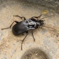 Abax parallelepipedus - Kenneth Noble