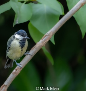 Great Tit (Parus major) Mark Elvin